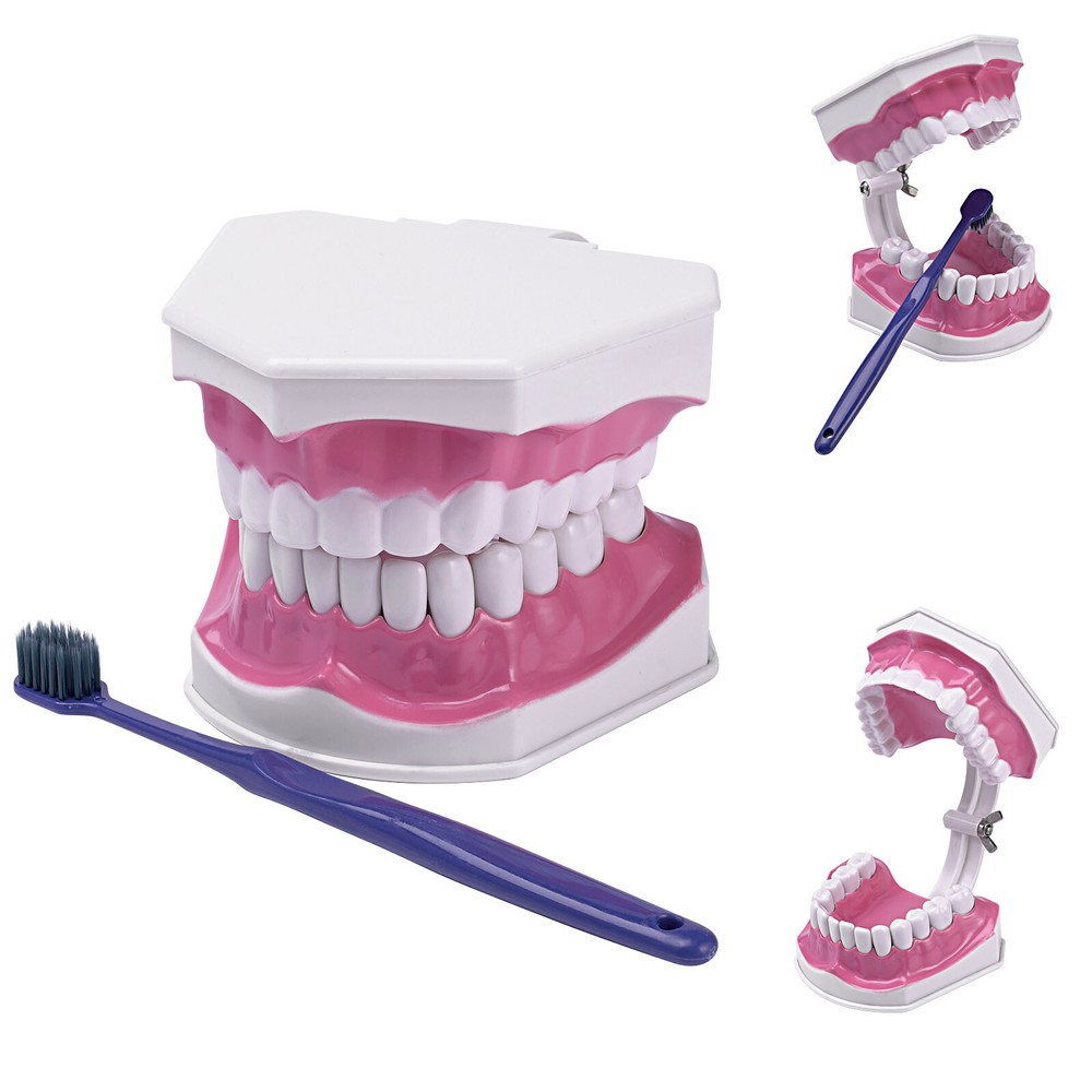 US Dental Teach Typodont Demonstration Teeth Model with Braces For Patient Study