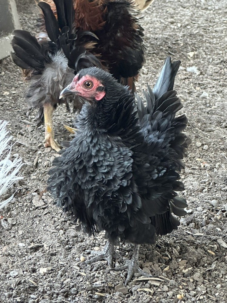 12 ++ Serama Hatching eggs NPIP/AI and PT Clean