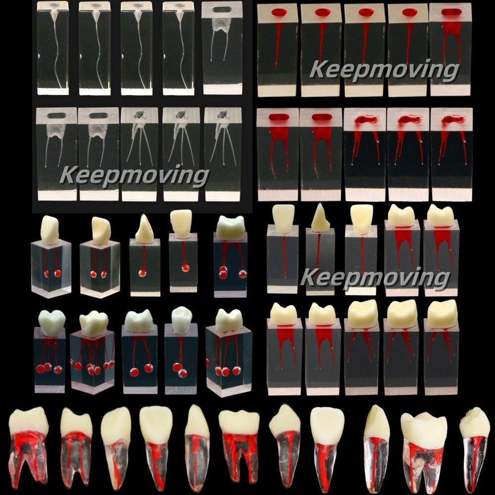 10Pcs Dental Root Canal Teeth Study Model Endodontic Rotary Files Practice Block