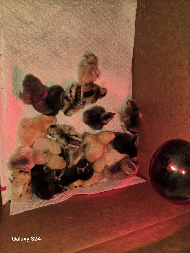 6++ Extreme Malaysian Serama Chicken Hatching Eggs (micro)