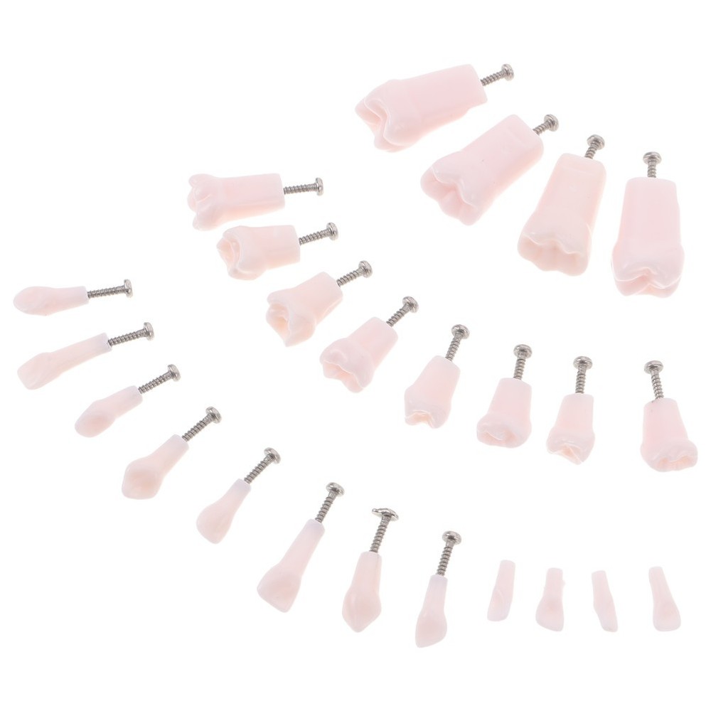 24 Pcs Artificial Teeth Dental Teaching Supplies Removable Typodont Model