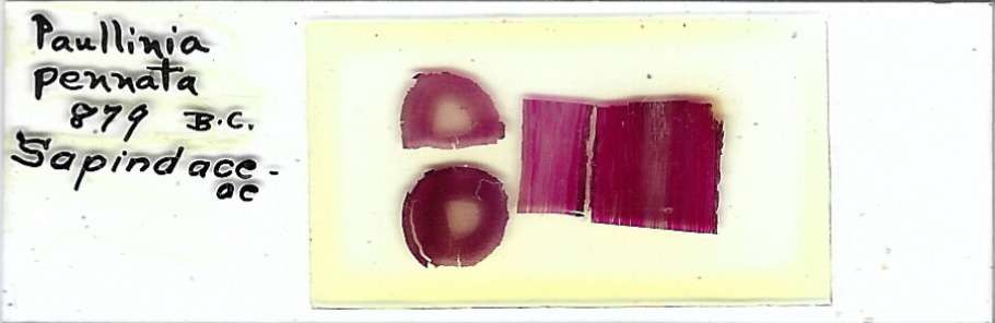 Paullinia pinnata Microscope Slide
