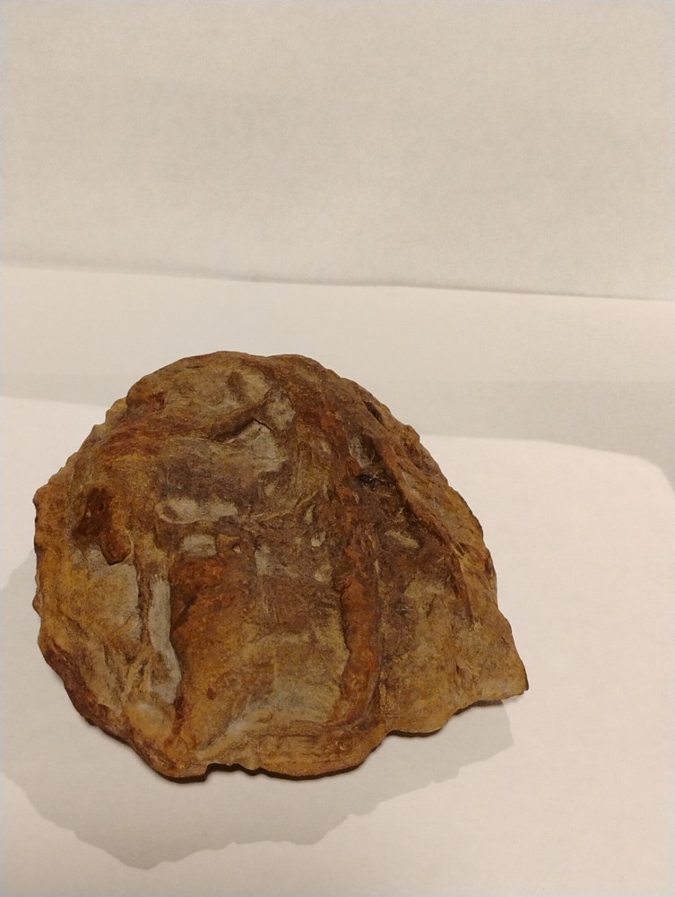 Prehistoric Fossil Specimen 100% Authentic
