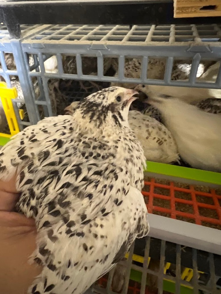 Pearl – Coturnix Quail Hatching Eggs