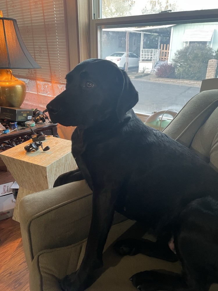 Tariff Relief 🙏 🏠 🐕 🚗