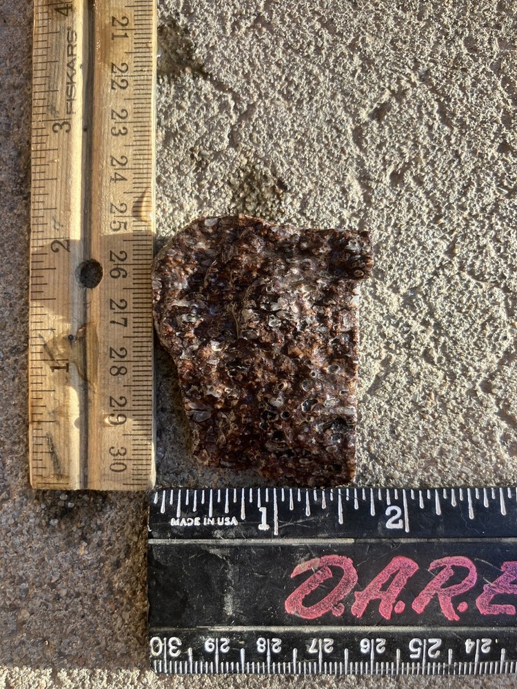 Dinosaur Bone