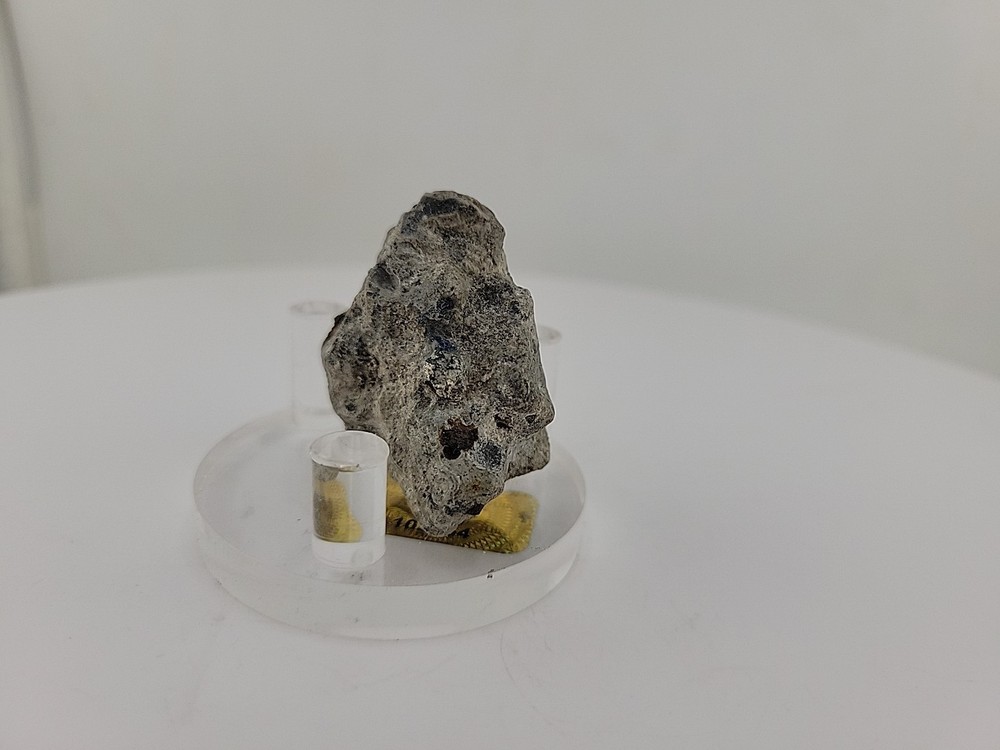 Full Dinosaur Fossil Skull Authentic