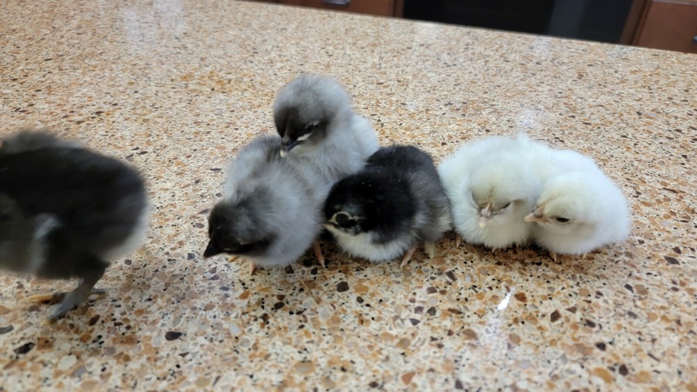 5+ Barnyard Mix Hatching Eggs | Assorted Mix Rare Breeds | TN NPIP CERTIFIED