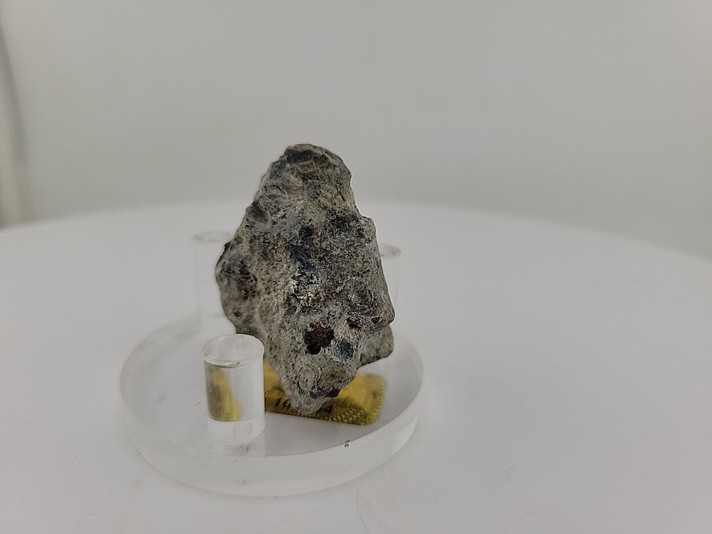 Full Dinosaur Fossil Skull Authentic