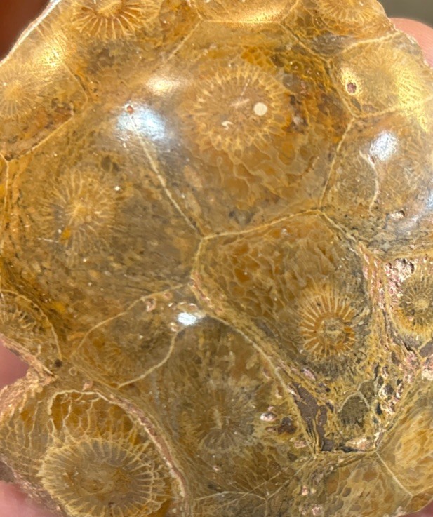 Petrified Coral End Polished