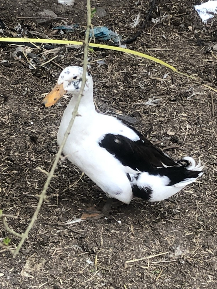 ancona duck eggs, Dozen