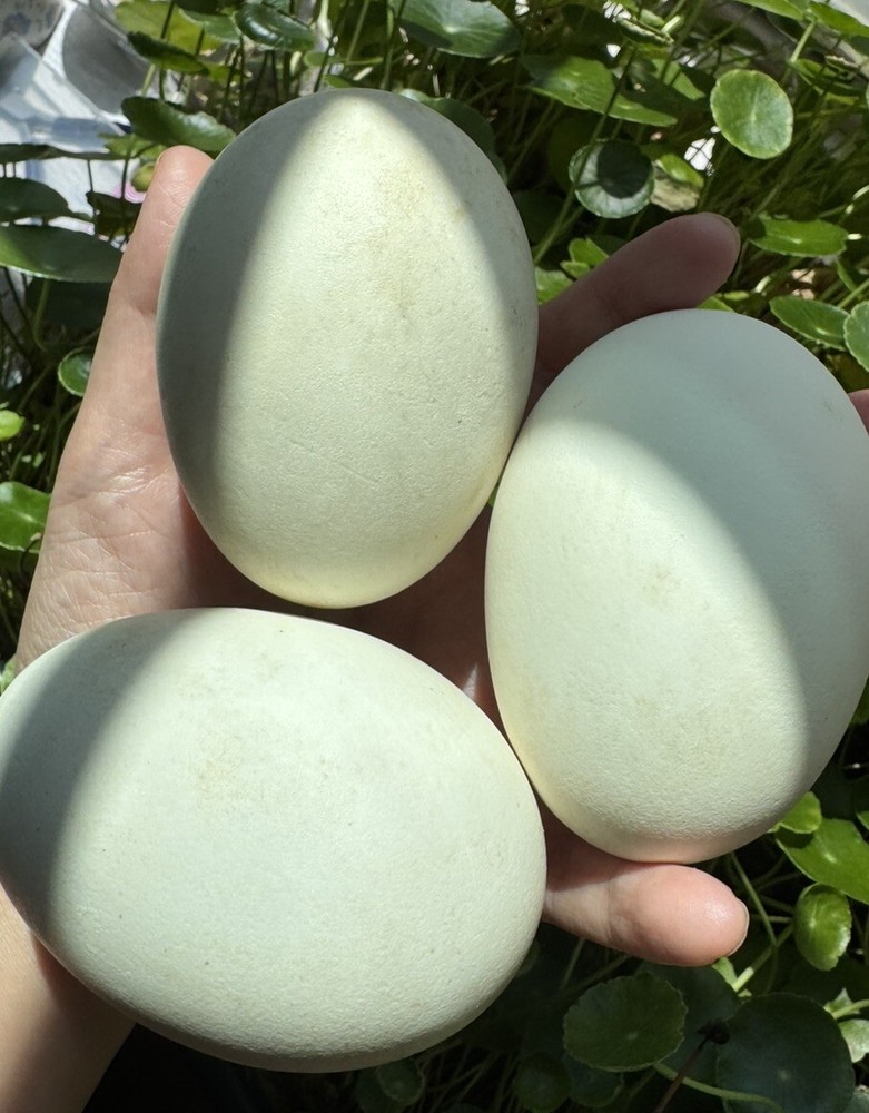 4 Blown out goose eggs for crafting