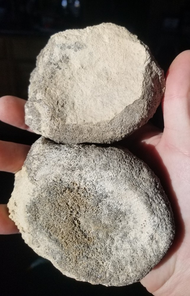 Nice Stegosaurus Vertebra Agatized Split Polished Multicolor Solid Morrison 2+Lb