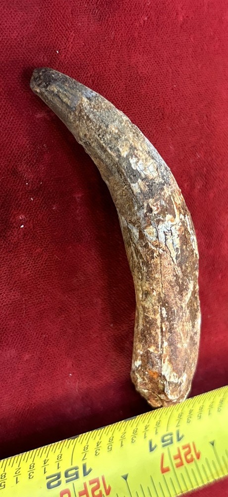 3 1/8 inch spinosaurus tooth