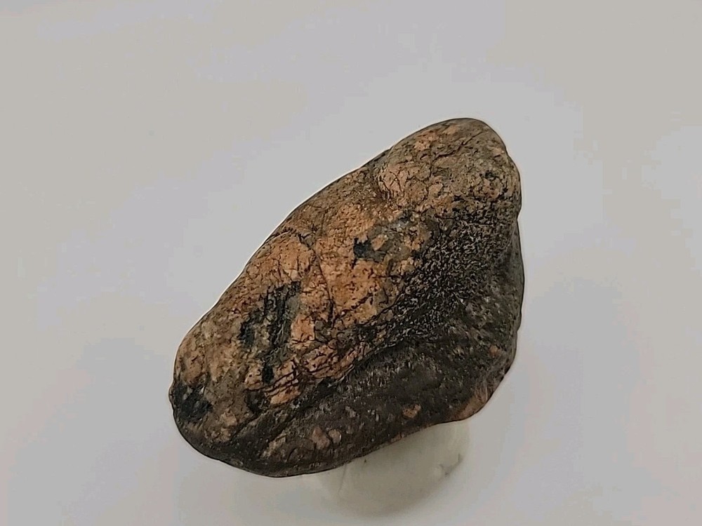 Real Permineralized Bird Egg Fossil