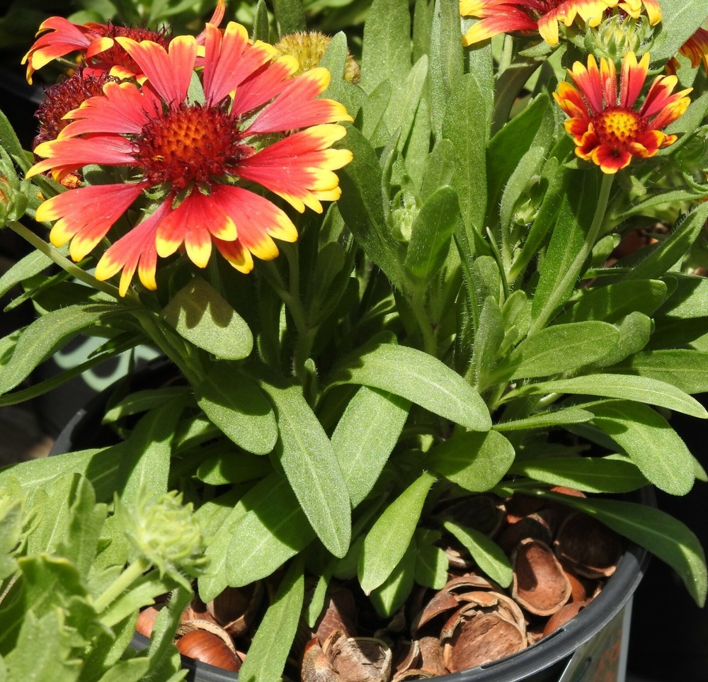 Hazel Shell Mulch - Amendment Product - 1.5 CF - 25 lbs.