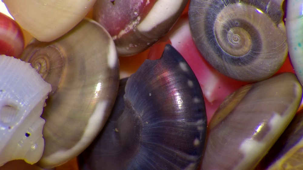 VIP Digital Microscope for Museums, Conservancies, STEM, etc.