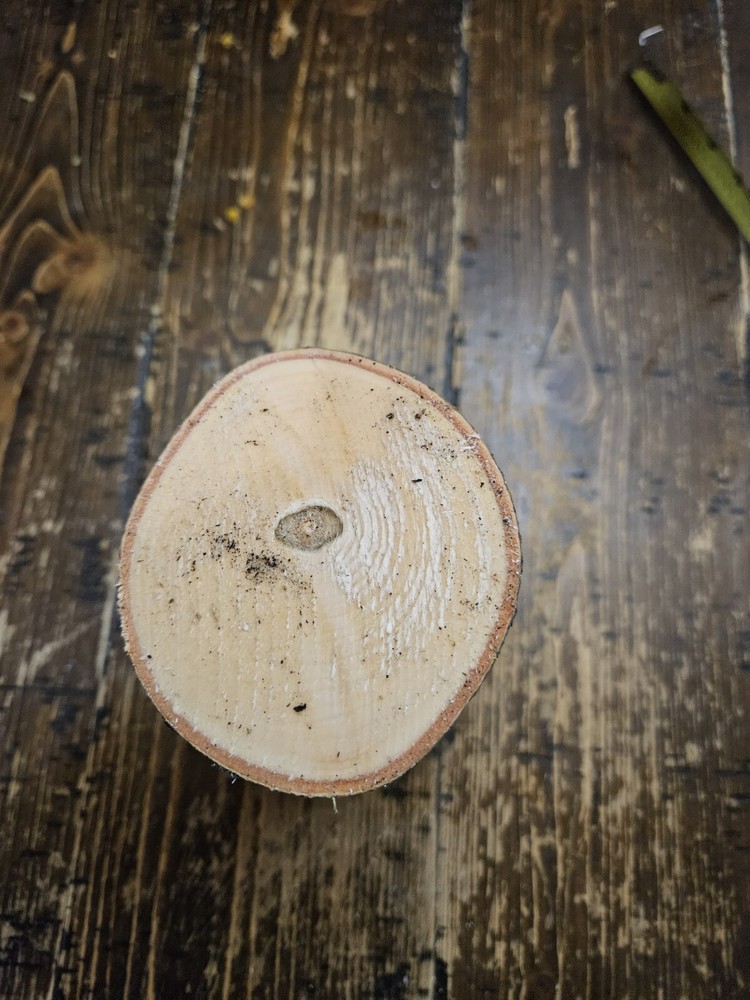 MAPLE Turning Crotch Log 7" Long M4804