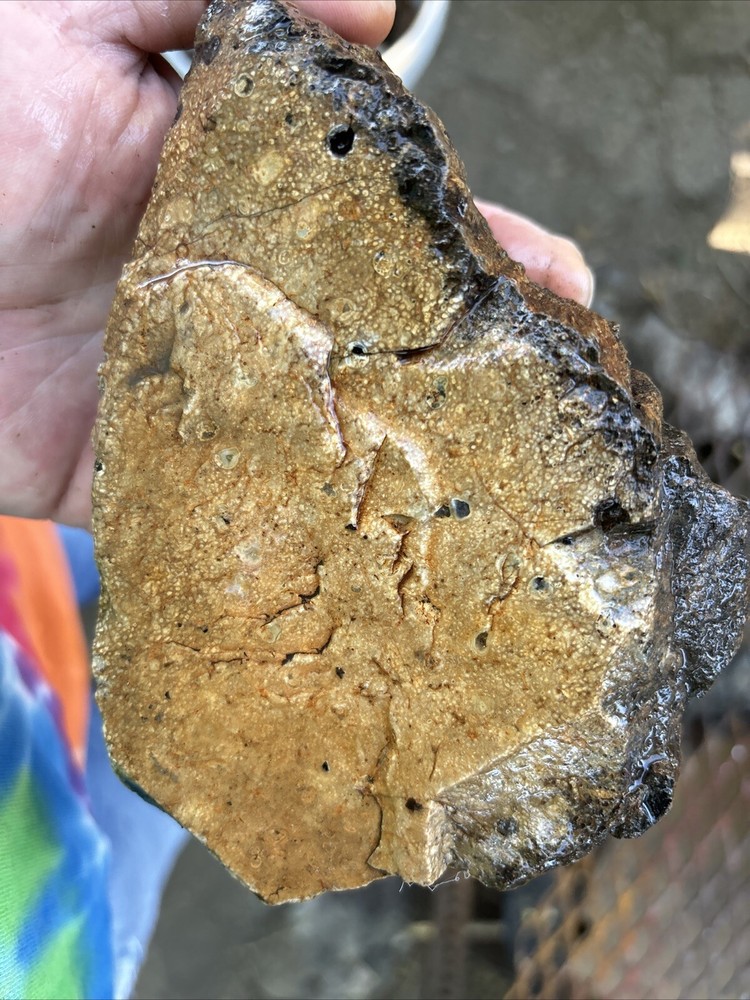 Tempskya petrified Palmwood