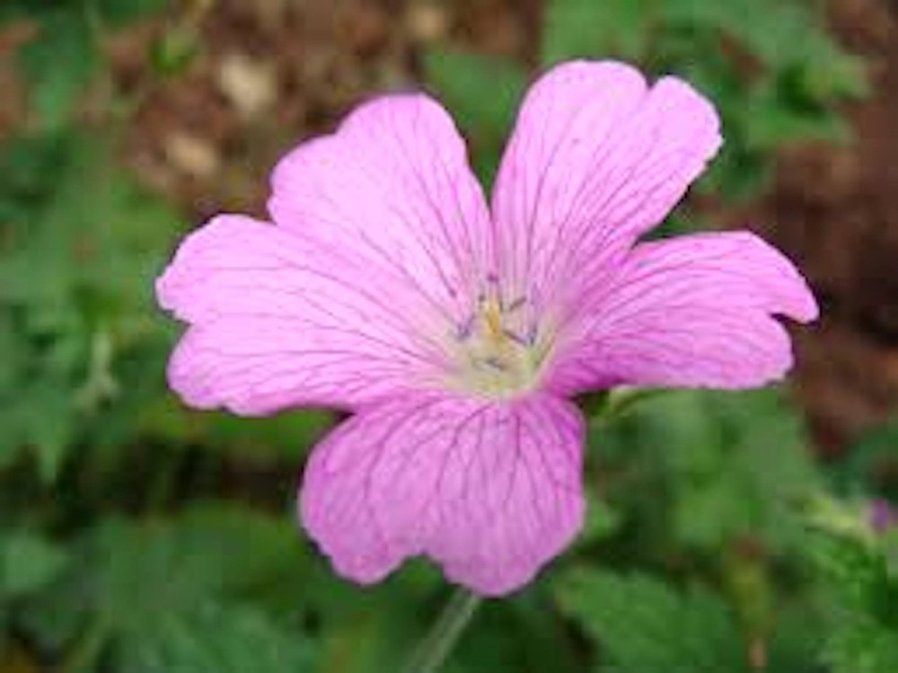 5 Wild Geranium Cranesbill Bare Roots Wildflower