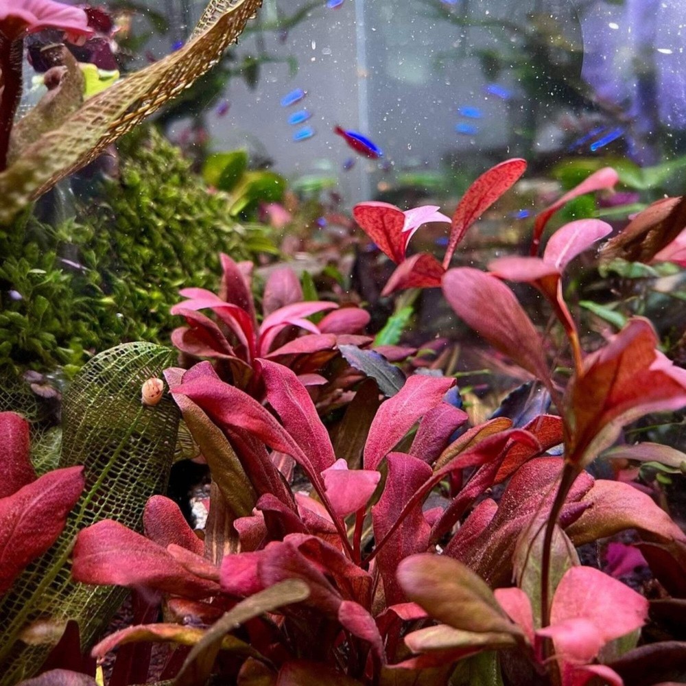 Samolus Parviflorus Red Vitro Culture