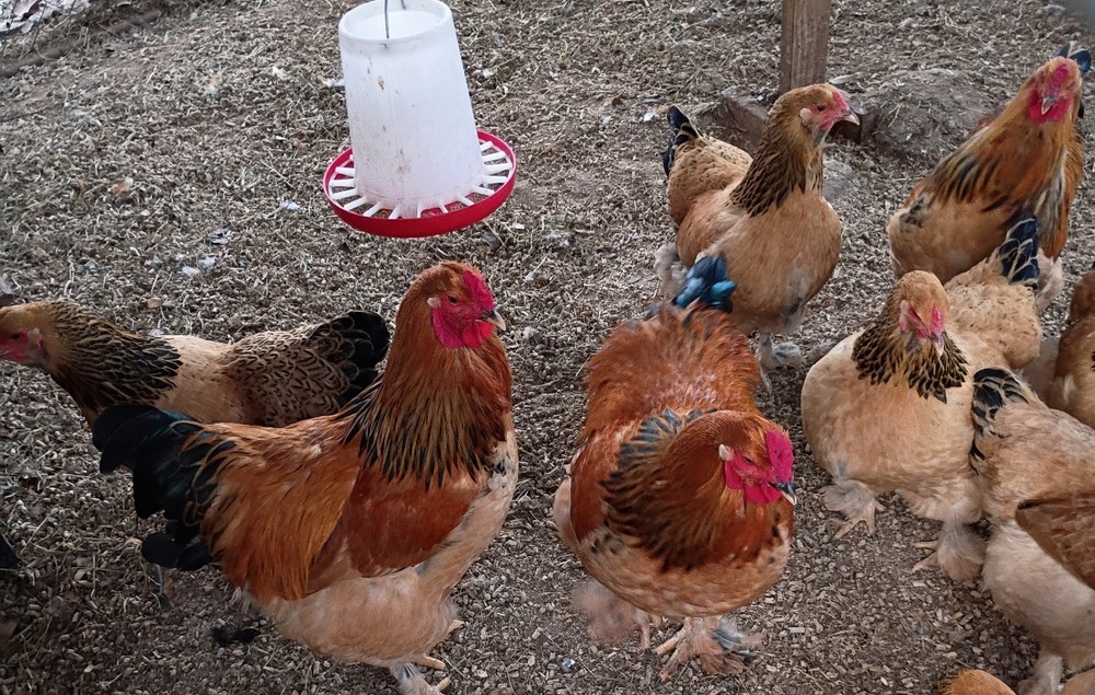 12+ Buff Brahma hatching eggs