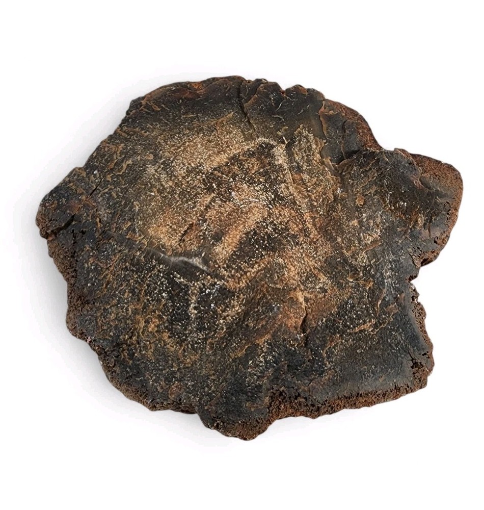Petrified Wood Rough 400.4 grams.