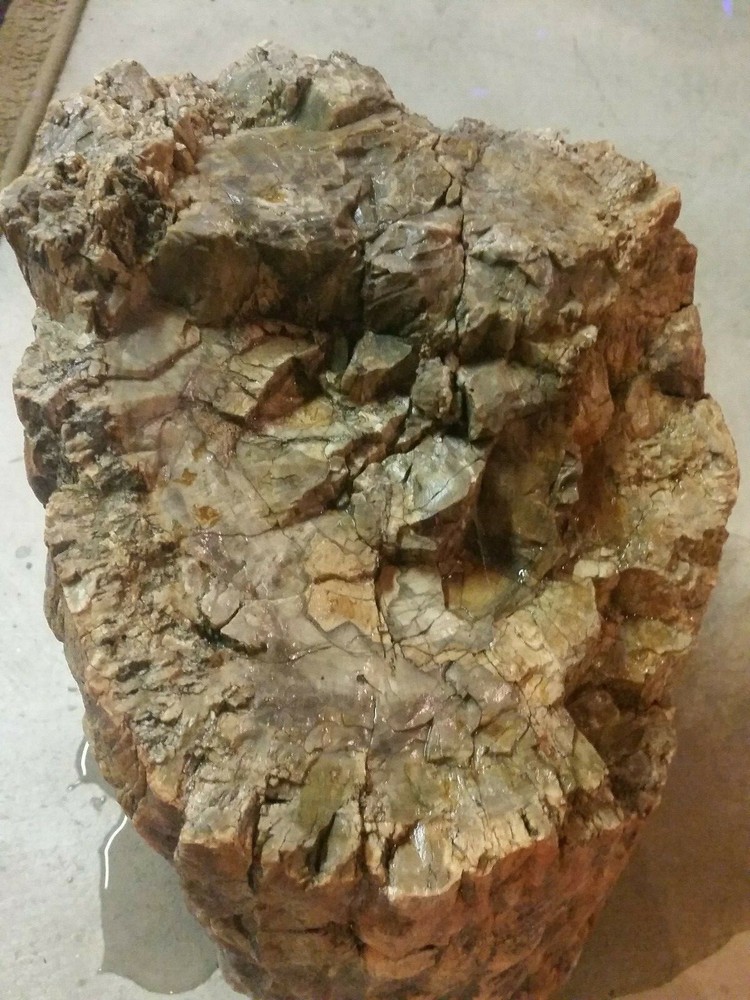 Petrified Jurassic Conifer Round