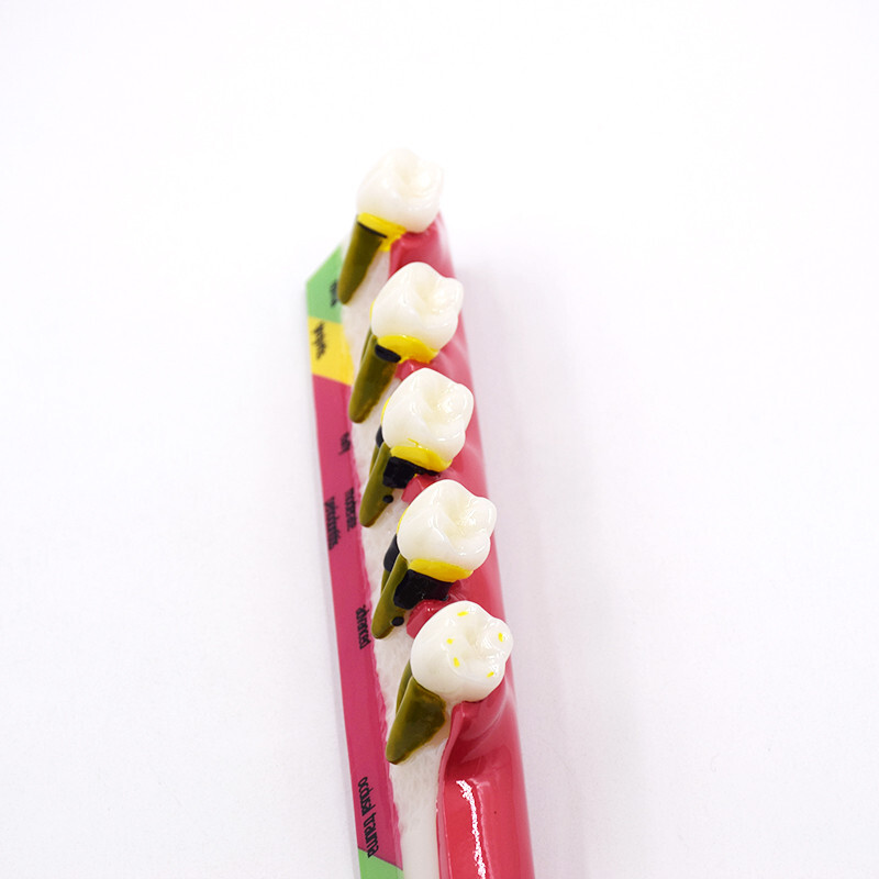 Dental High Quality Assort Dentoform Pathological Study Periodontal Model Teeth