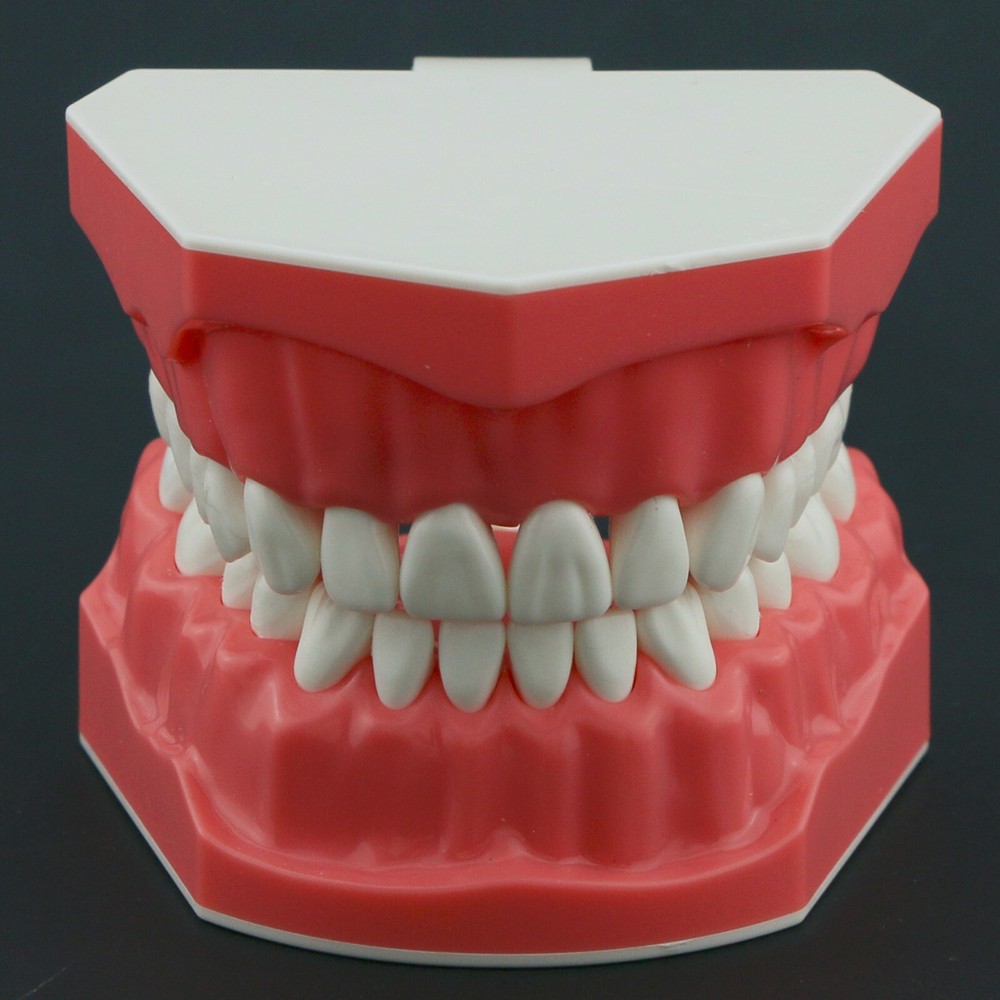 US Dental Teeth Model Brushing Flossing Studying Practice Teaching Model 7010-1