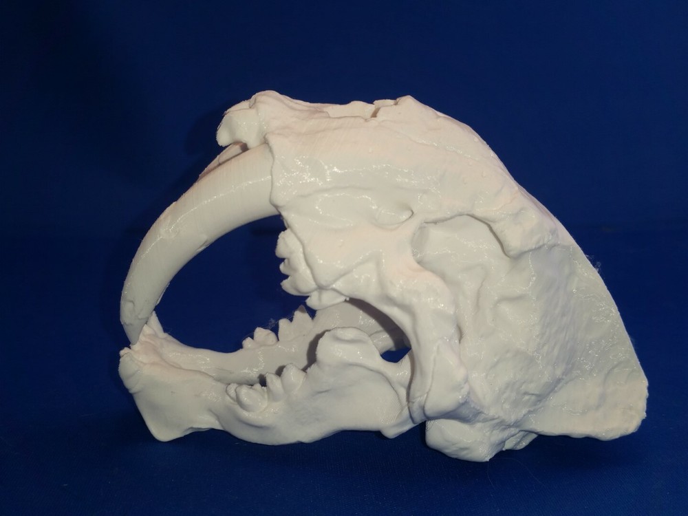 Saber-Toothed Cat Skull Scale model