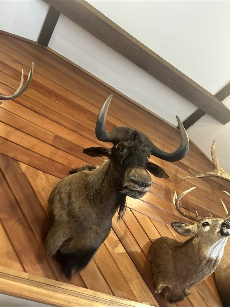 Black Wildebeest Shoulder Mount