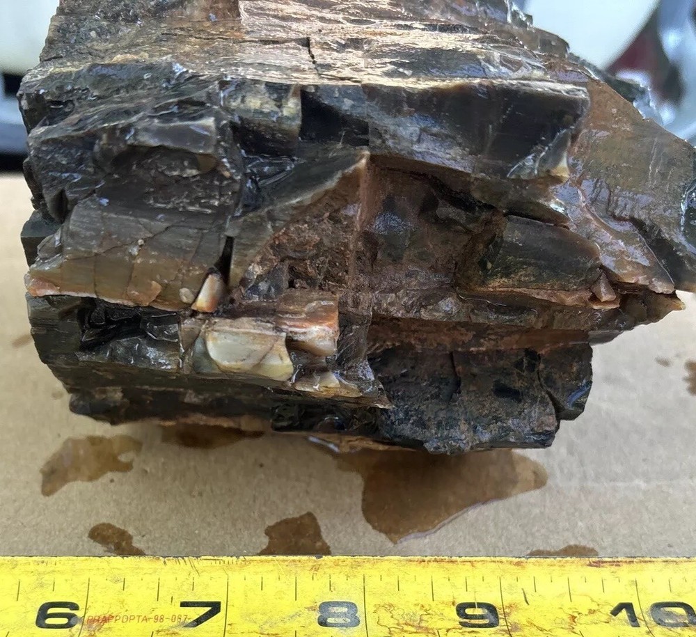 Colorful petrified wood