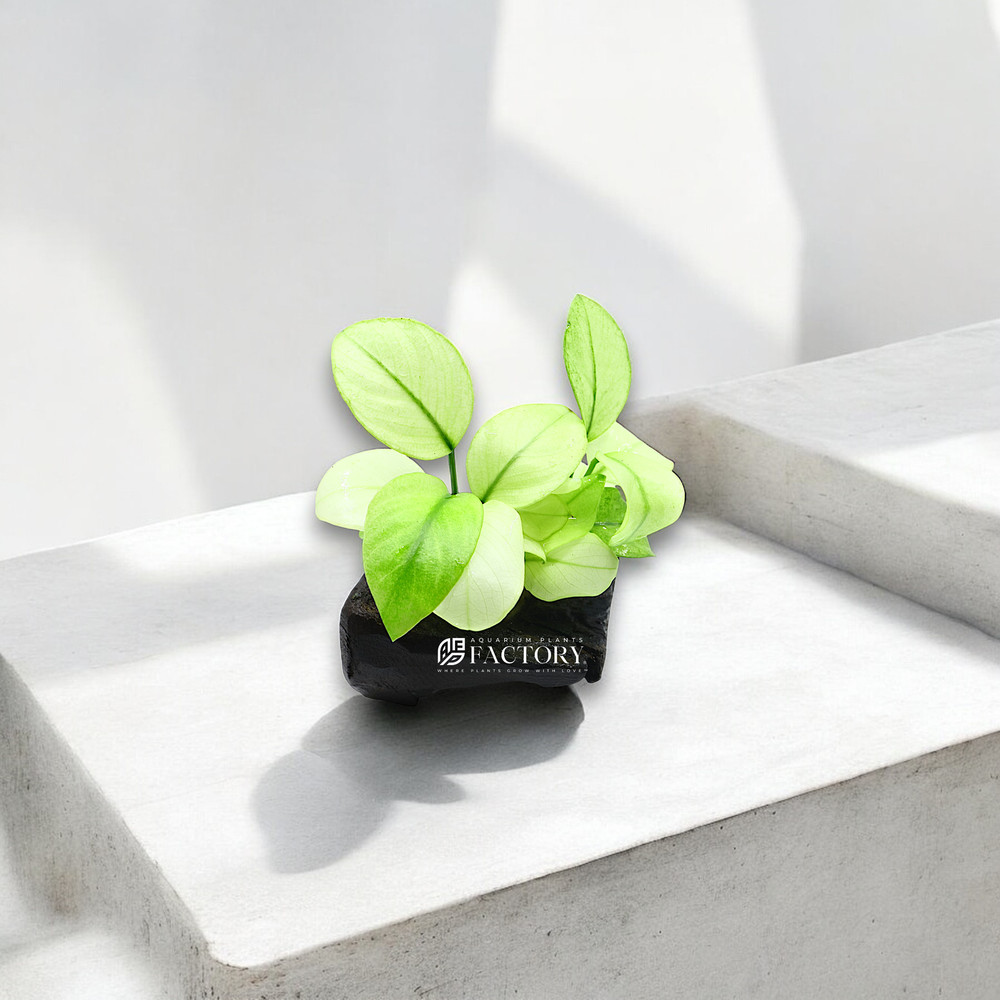 Anubias Broad White on Driftwood