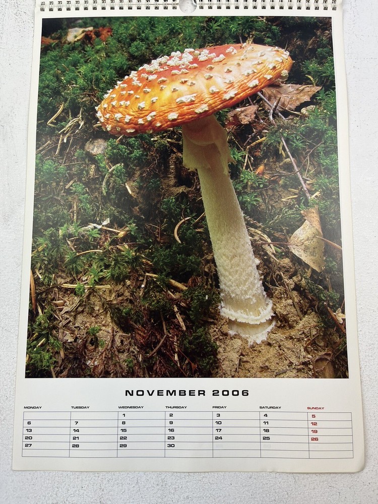 Magic Mushroom 2006 Popkorn Calendar