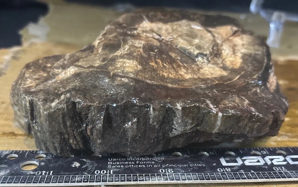 Colorful petrified wood