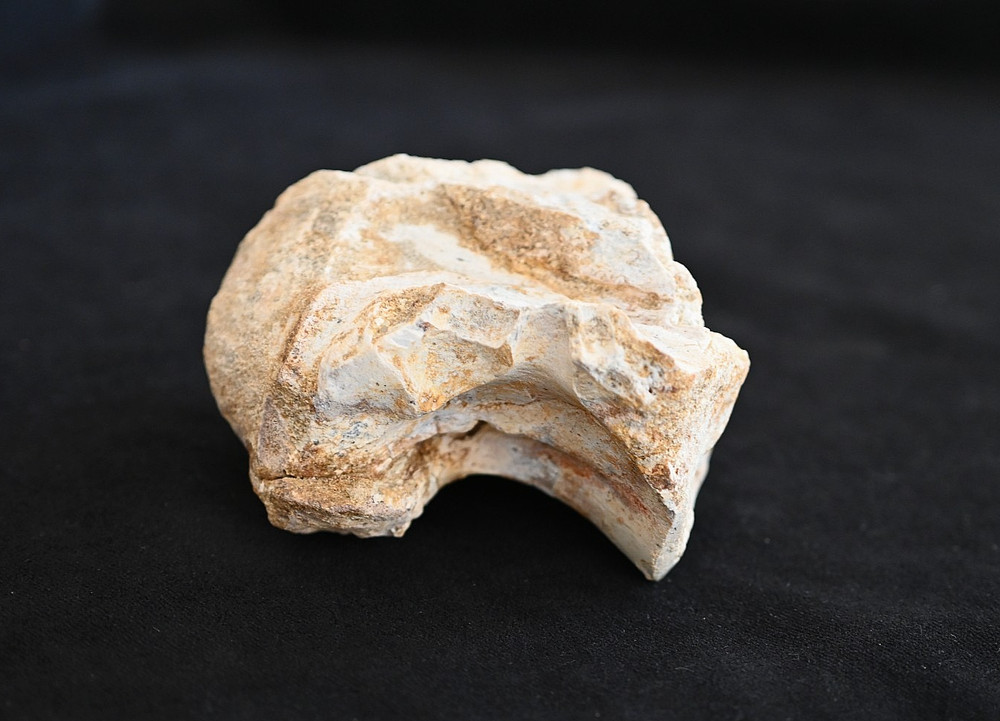Spinosaurus Neck Vertebra