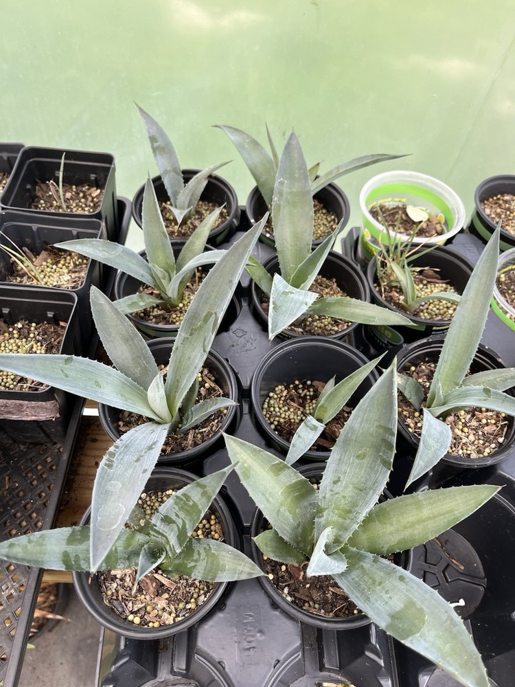 Unknown Agave!! 4” Pot, Great Price!!