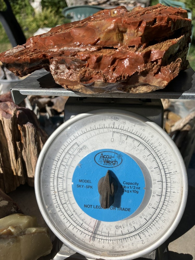 Arizona Petrified Wood