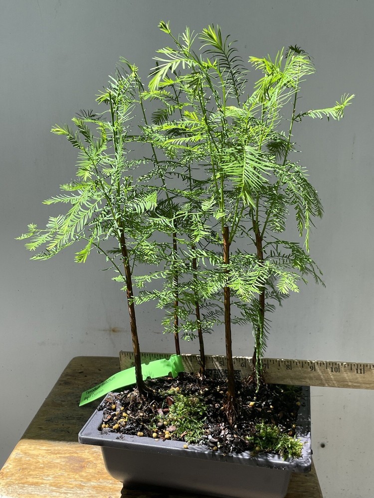 5 Tree Bald Cypress - Forest Bonsai