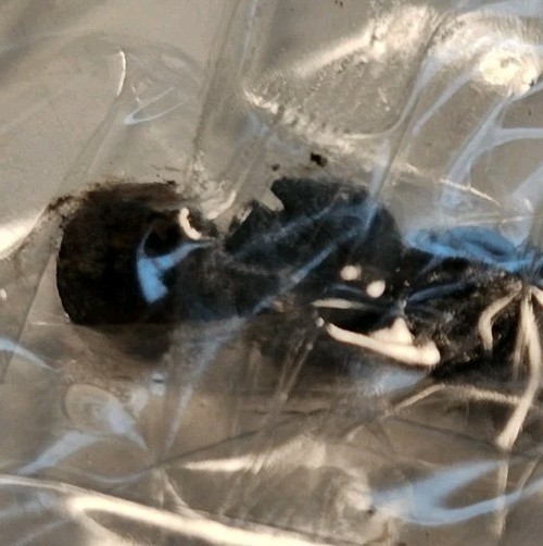 Traditions Timber Ridge Muzzleloader Rifle 5 Fill Screws (C)