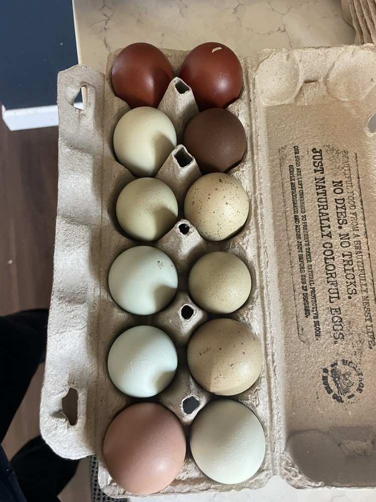 12 Rainbow Chicken Hatching EGGS. Olive EGGER. Multi GEN. BACKCROSS. SPECKLED