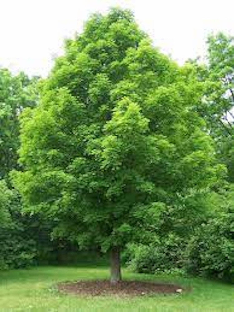 1 Sugar Maple Tree 12-24" Tall Acer saccharum Hard Maple Bare Root