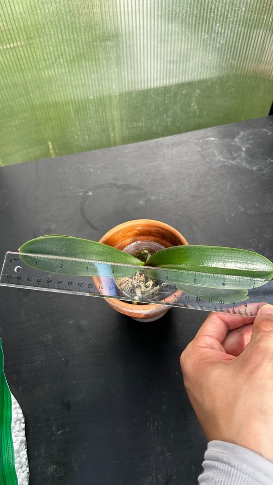 Phalaenopsis OX Little Beauty 2.5"