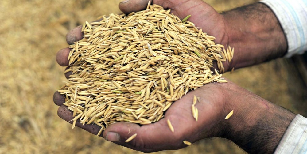 Ceylon Hydroponic Growing Medium Aquodic Rice Husk Hulls 100% Organic Pure