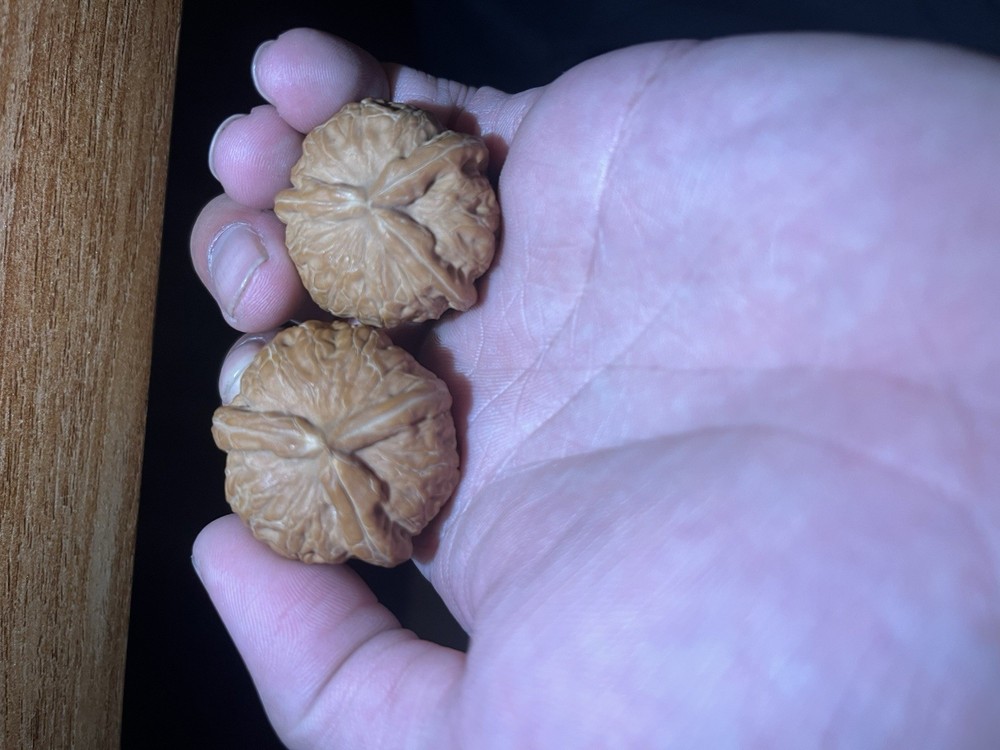 文玩核桃.平谷元包人字 小三棱。白茶一大一下 对子差一点，看好了在下单 36X37X32。34X33X29