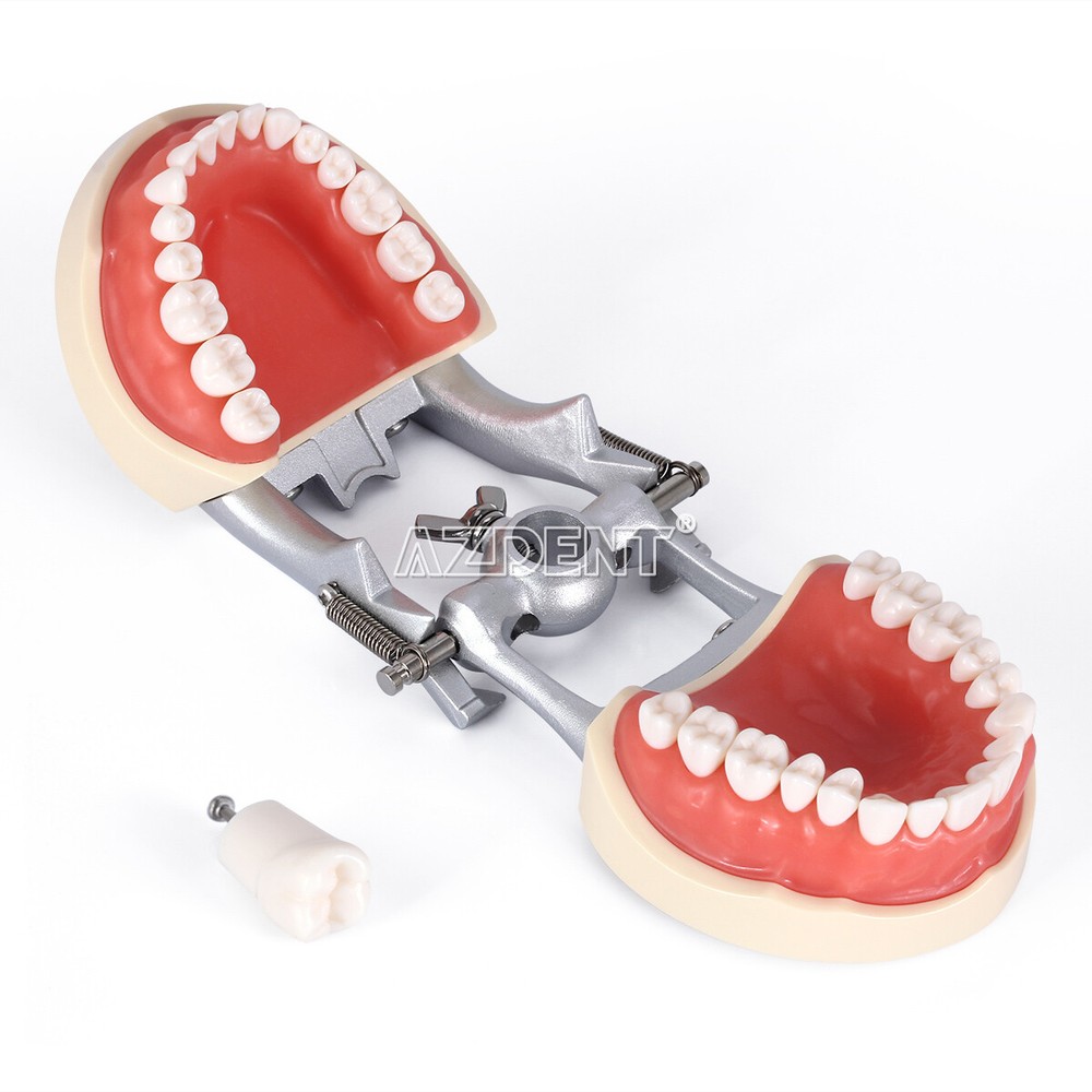 Tooth Modelo de tipodonto dental con dientes extraíbles