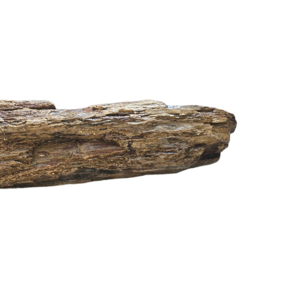 6lb Petrified Wood