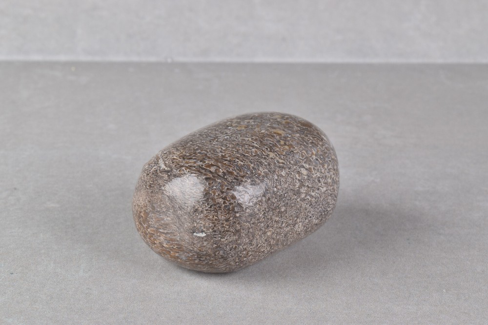 Fossilized Dinosaur Bone Polished from Morocco 4.2 cm # 19755