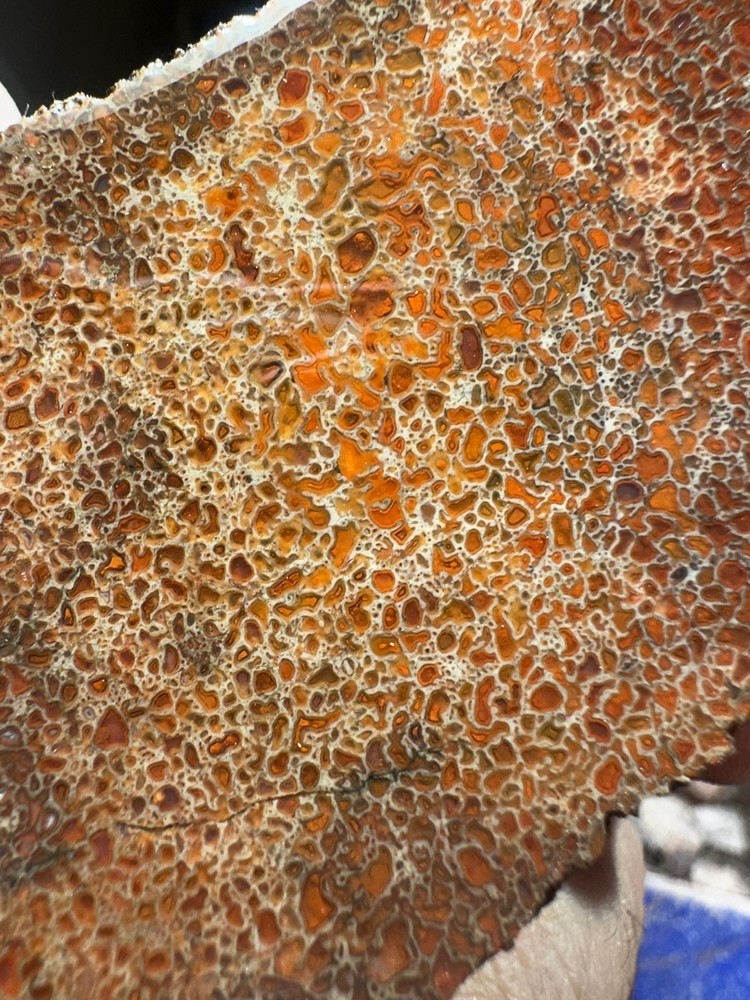 Dinosaur bone rough **hxtled end cut.